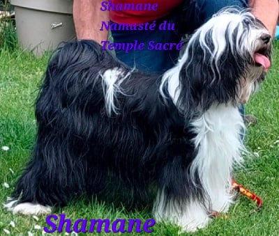 https://chiens-de-france.com/photo/chiens/2025_05/tn200/TN200_chiens-Terrier-Tibetain-2a07d0ea-f19b-b614-19ab-f921ae2583dc_min.jpg