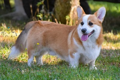 CH. jewelbug Hubble bubble