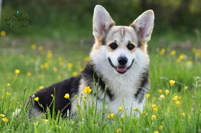https://chiens-de-france.com/photo/chiens/2025_05/tn200/TN200_chiens-Welsh-Corgi-Pembroke-3bdc0eb4-78b8-9494-69a9-2aae43e90be2_min.jpg
