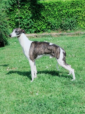 Stewball the New Life Des Collines Noires