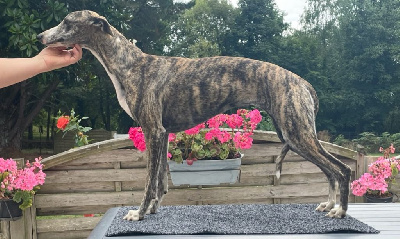 https://chiens-de-france.com/photo/chiens/2025_05/tn200/TN200_chiens-Whippet-2e2805bc-11c6-60b4-2532-549020321537_min.jpg