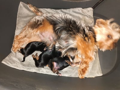 https://chiens-de-france.com/photo/chiens/2025_05/tn200/TN200_chiens-Yorkshire-Terrier-3e57b19c-2696-6b44-4572-b158ee3e9c40_min.jpg