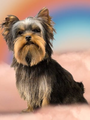 Van gogh du Domaine des Chouettes Enchantées