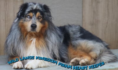 Wild Lands Kingdom Piram heart keeper