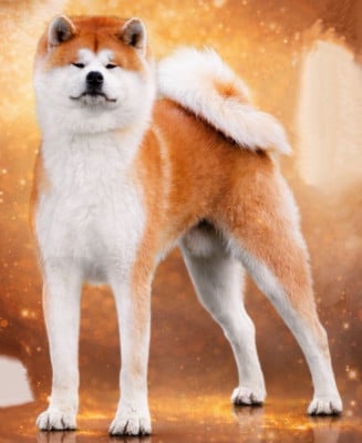 Katsunori - go senshi -shima