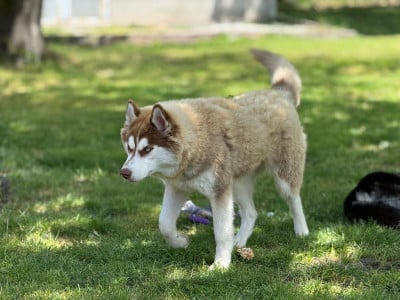https://chiens-de-france.com/photo/chiens/2025_06/tn200/TN200_20260108180657695fe4312ed75.jpg