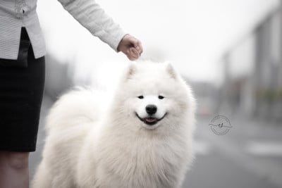 CH. zvyozdnyi mir Hunter jack pot