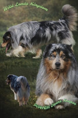 Wild Lands Kingdom Piram heart keeper