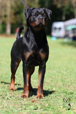 https://chiens-de-france.com/photo/chiens/2025_06/tn200/TN200_2026012800373369794c3d259a7.jpg