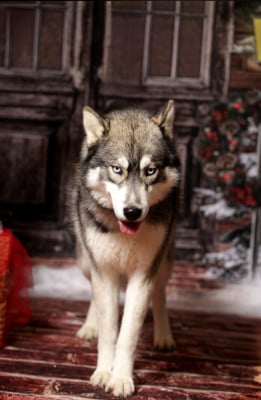 Another love dit ragnar Legendary White Fang