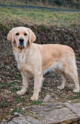 https://chiens-de-france.com/photo/chiens/2025_06/tn200/TN200_20260225132531699eea3b9ffb2.jpg