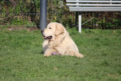 Very best friend Oppus Grande Golden