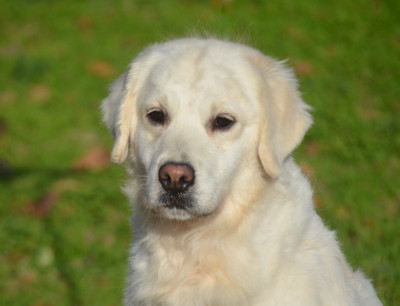 https://chiens-de-france.com/photo/chiens/2025_06/tn200/TN200_2026031121363369b1d2519e61f.jpg