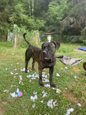 https://chiens-de-france.com/photo/chiens/2025_06/tn200/TN200_2026040100135569cc47231b54d.jpg