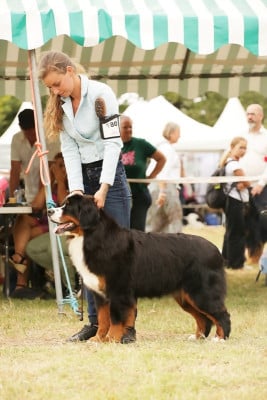 https://chiens-de-france.com/photo/chiens/2025_06/tn200/TN200_2026040304320769cf26a7ce886.jpg