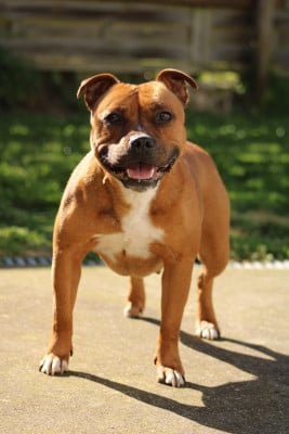 https://chiens-de-france.com/photo/chiens/2025_06/tn200/TN200_2026040313442469cfa8185c30f.jpg