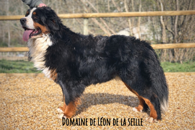Va piano va sano du Domaine De Léon De La Seille