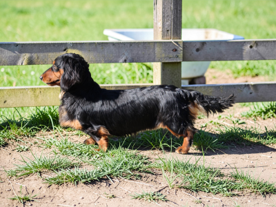 https://chiens-de-france.com/photo/chiens/2025_06/tn200/TN200_2026041222160869dbfd88721cf.png