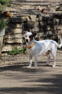 https://chiens-de-france.com/photo/chiens/2025_06/tn200/TN200_2026042904453269f170ccddaf5.jpg