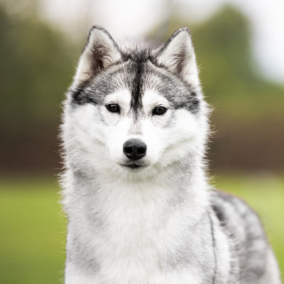 https://chiens-de-france.com/photo/chiens/2025_06/tn200/TN200_2026050400042369f7c6678dd2e.jpg