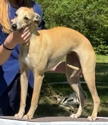 https://chiens-de-france.com/photo/chiens/2025_06/tn200/TN200_202607161639516a58ed3729c02.jpg