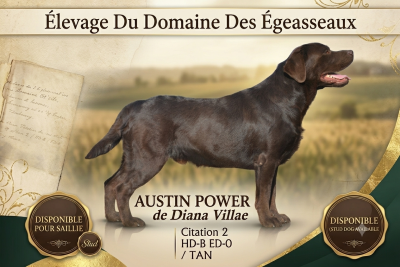 Austin power de diana villae