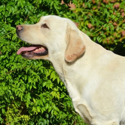 https://chiens-de-france.com/photo/chiens/2025_06/tn200/TN200_202607240820026a630412544f2.jpg