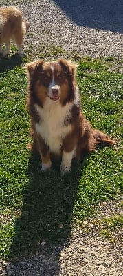 https://chiens-de-france.com/photo/chiens/2025_06/tn200/TN200_chiens--37dcbcc3-53d4-0d44-6136-15b181851f69_min.jpg