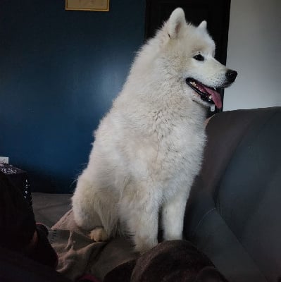https://chiens-de-france.com/photo/chiens/2025_06/tn200/TN200_chiens--912e1c80-79e7-4184-6dea-d89f8ee0b2cd_min.jpg