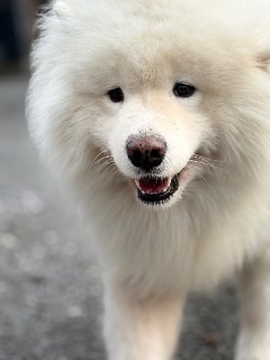 CH. dr wolf Zodiak star