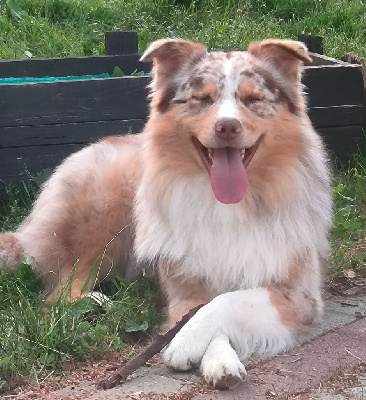 TZUKY of Blue Angel Dreams