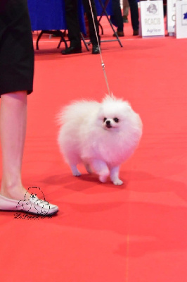 CH. Ukko alferana alferana