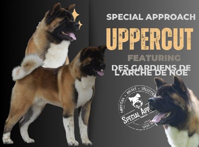 Special Approach Uppercut dgdlarchedenoé