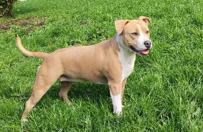 https://chiens-de-france.com/photo/chiens/2025_06/tn200/TN200_chiens-American-Staffordshire-Terrier-bd915289-bc2b-2574-e939-1505418794f9_min.jpg