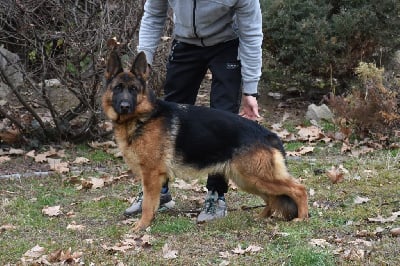 https://chiens-de-france.com/photo/chiens/2025_06/tn200/TN200_chiens-Berger-Allemand-7dfab00a-4923-8174-ad37-3b0b7a6c842b_min.jpg