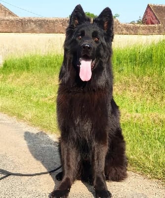 Diablo vom zwingerwalder