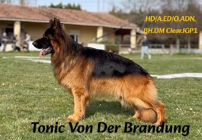 Tonic von der brandung