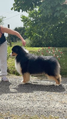 Solitary minded De L'Aussie Happy