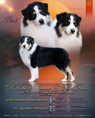 CH. Wahe moment of force fallcat