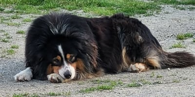 Sparrow sous le soleil des tropiques de la rivi?re des aulnes