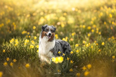 https://chiens-de-france.com/photo/chiens/2025_06/tn200/TN200_chiens-Berger-Australien-5b942c58-8723-1034-854b-b069bb5ed875_min.jpg