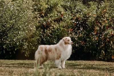 CH. Aimed money heist native tongue