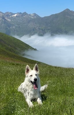 https://chiens-de-france.com/photo/chiens/2025_06/tn200/TN200_chiens-Berger-Blanc-Suisse-8e884fc4-2b62-04f4-b103-ce5e1e59db0d_min.jpg