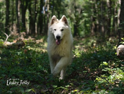 Rocky Du Bois Des Ternes