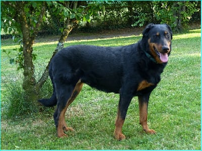 https://chiens-de-france.com/photo/chiens/2025_06/tn200/TN200_chiens-Berger-de-Beauce-1448382f-090f-a4c4-7d68-dbf8ddfe19b4_min.jpg
