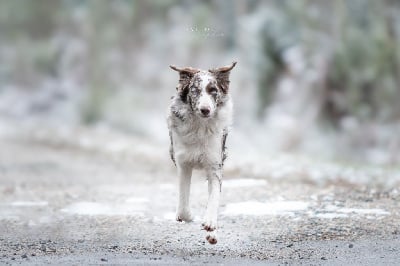 Ichigo du Domaine du Baschberri