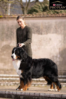 CH. Uncle ben's D'Ainhoa