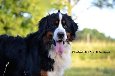 Va piano va sano du Domaine De L?on De La Seille