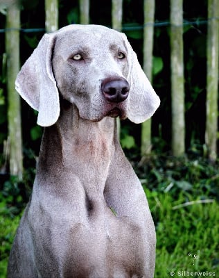 https://chiens-de-france.com/photo/chiens/2025_06/tn200/TN200_chiens-Braque-de-Weimar-03758006-dec6-7004-a99e-f508f9019d4a_min.jpg