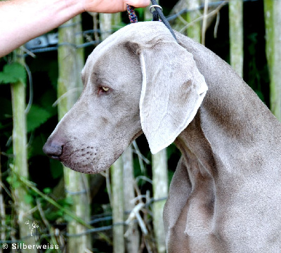 Unstoppable at pennanguer von silberweiss j?ger